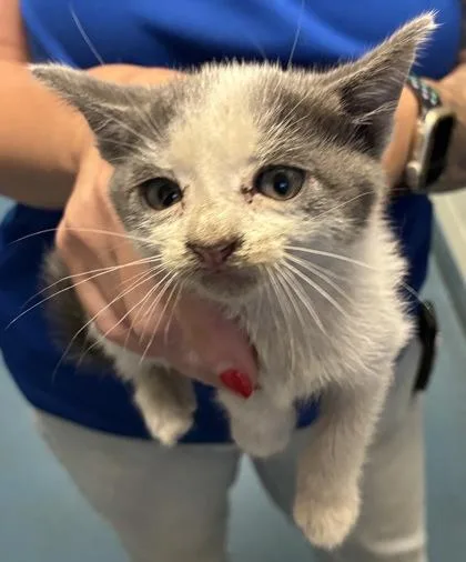 A baby medium-sized female Domestic Short Hair cat named Lamborghini for adoption in Gainesville, FL