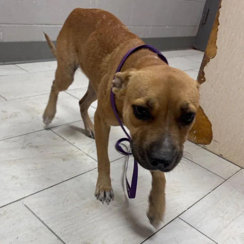 An adult medium-sized female Brown / Chocolate Mixed Breed dog named Harley for adoption in Lufkin, TX