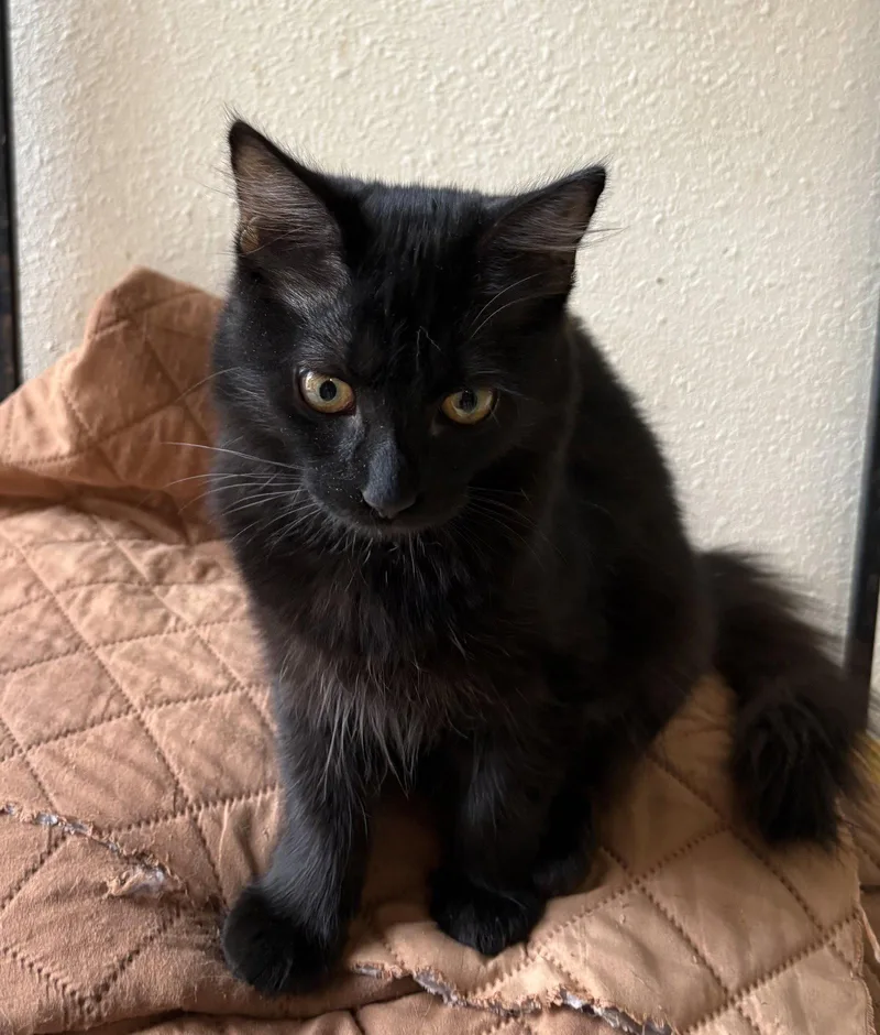A young medium-sized female Black Domestic Medium Hair cat named Tiki for adoption in San Jose, CA