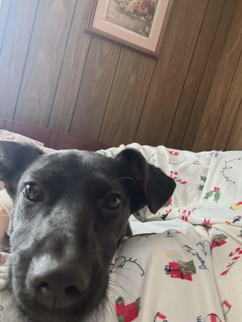 Twilight thumbnail 4