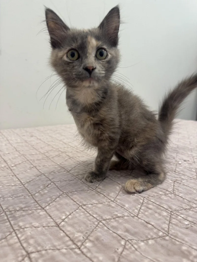 A young small-sized female Domestic Short Hair cat named Eileen for adoption in Hilton Head Island, SC