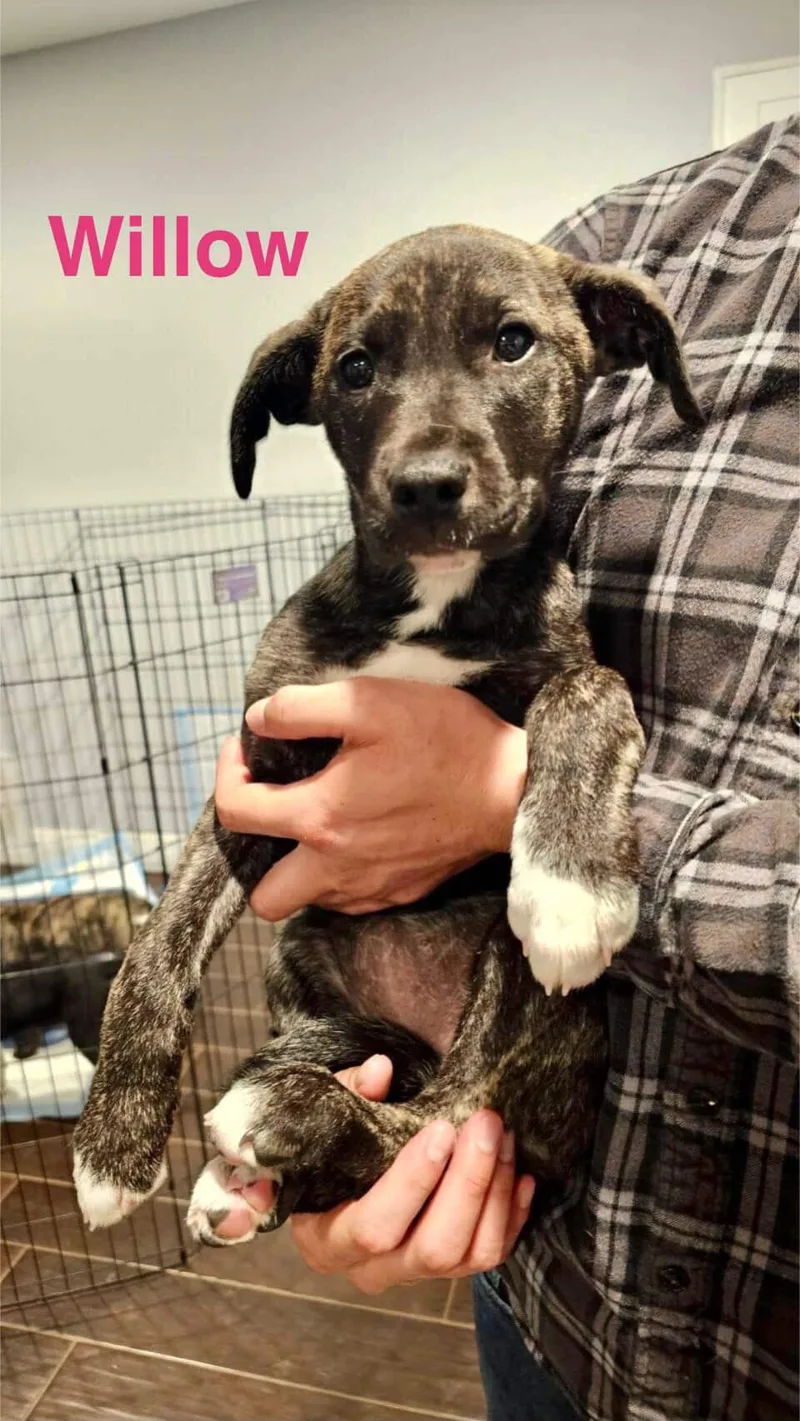 A baby medium-sized female Brindle Border Collie dog named Willow for adoption in Encino, CA