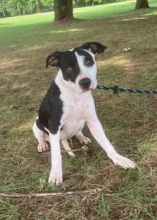 A young medium-sized female White / Cream Pit Bull Terrier dog named Edith for adoption in Springfield, IL