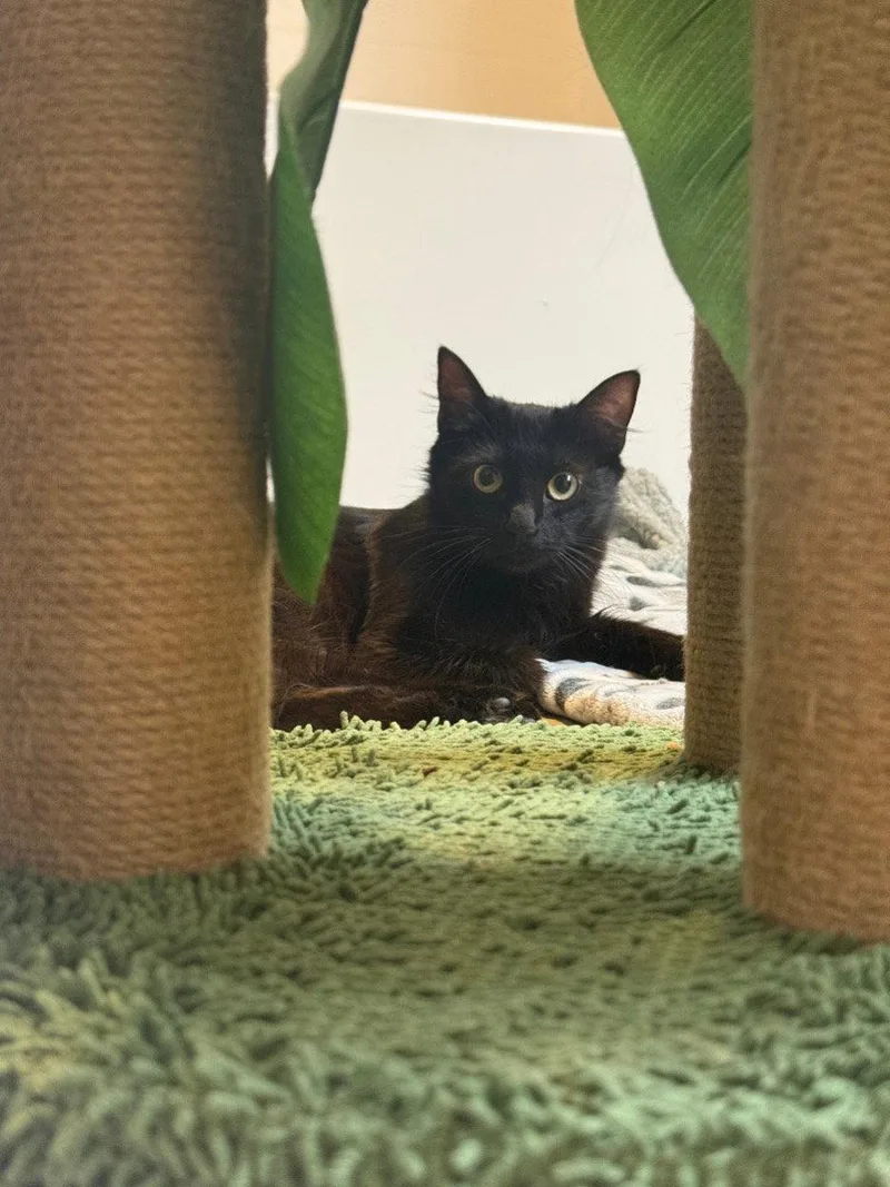 A young small-sized female Black Domestic Medium Hair cat named Cody for adoption in Mission Viejo, CA