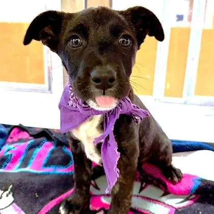 An adult medium-sized female Terrier dog named Jubilee for adoption in Phoenix, AZ
