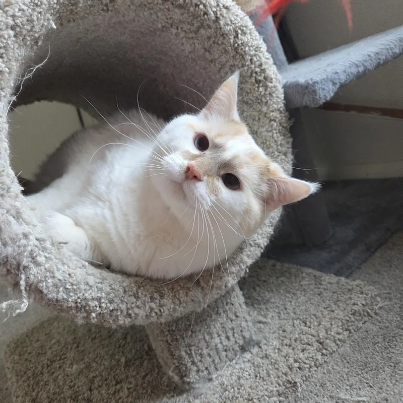 Kibbles & Bits thumbnail 2