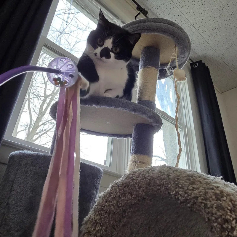 Kibbles & Bits thumbnail 3