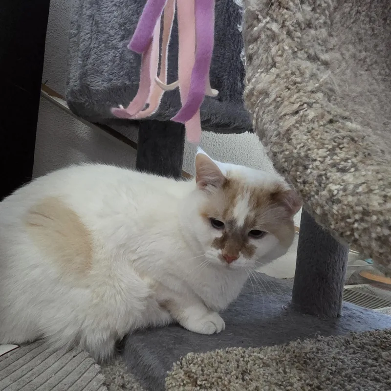 Kibbles & Bits thumbnail 4