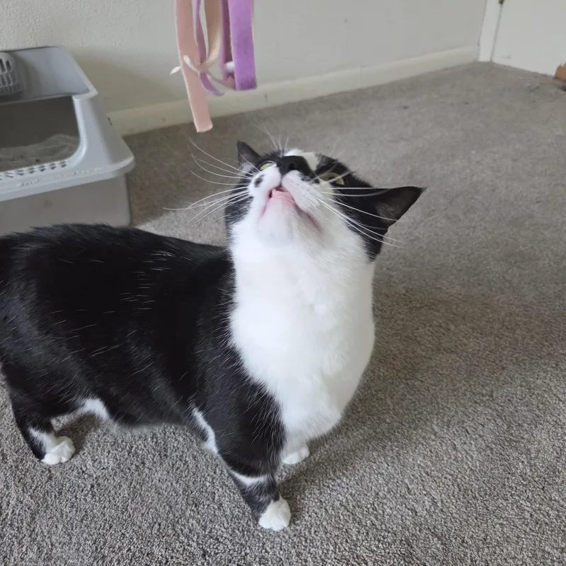 Kibbles & Bits thumbnail 6