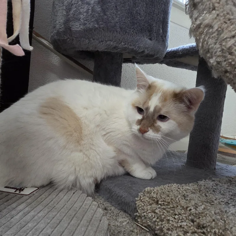 An adult medium-sized male Black & White / Tuxedo American Shorthair cat named Kibbles & Bits for adoption in Muncie, IN