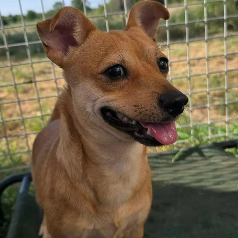 An adult small-sized male Chihuahua dog named River for adoption in Justin, TX