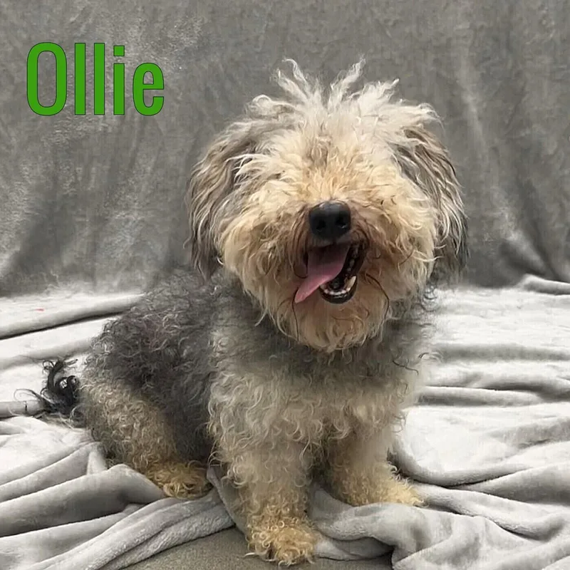 An adult small-sized male Shih Tzu dog named Ollie for adoption in Pleasantville, NJ