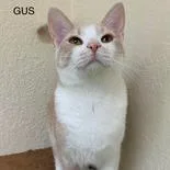 Gus