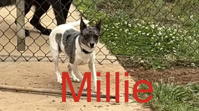 Millie thumbnail 2