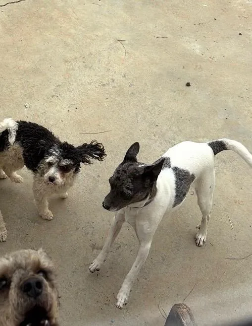 Millie thumbnail 3