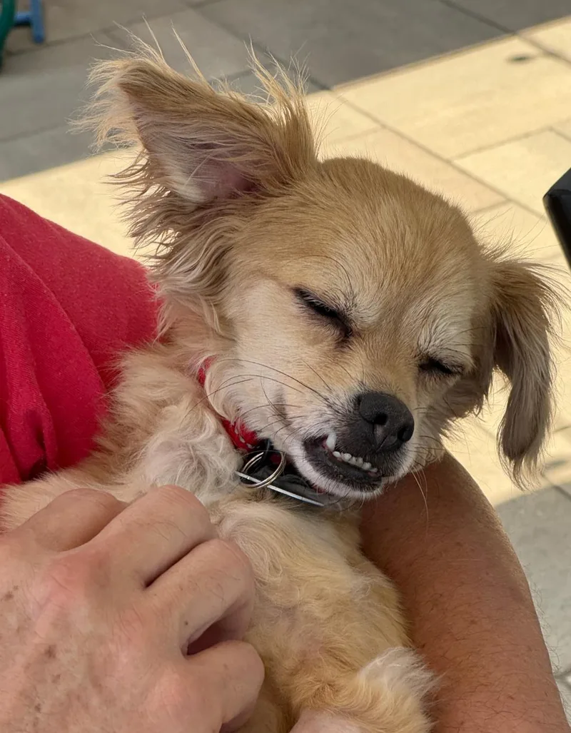 Rico Suave thumbnail 3