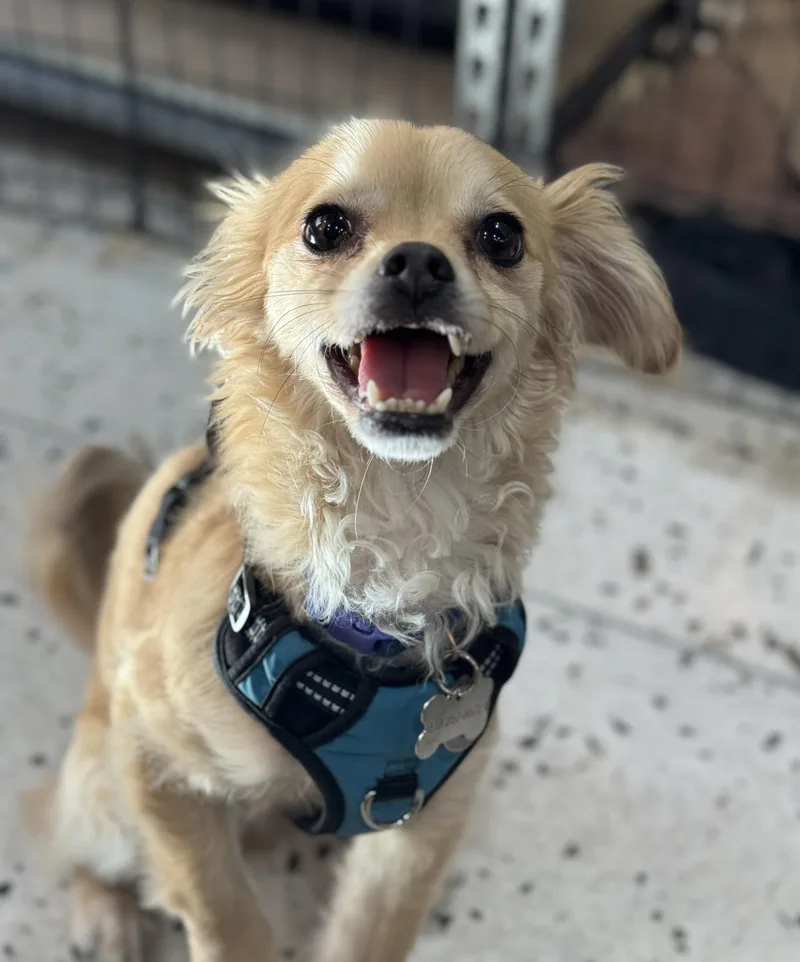 Rico Suave thumbnail 4