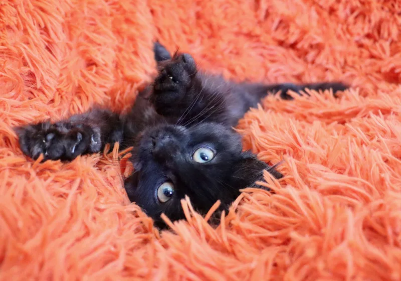 A baby large-sized male Black Domestic Long Hair cat named Braevin for adoption in Saint Augustine, FL