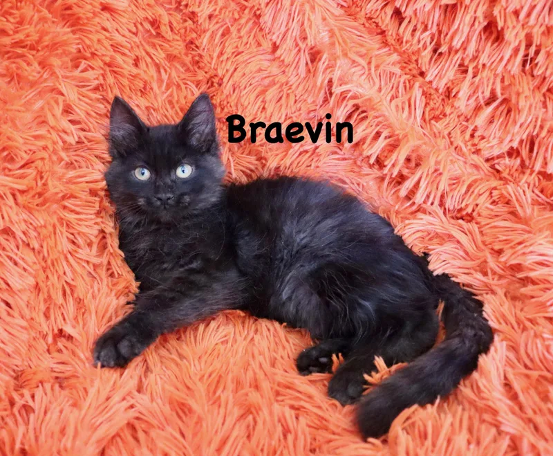 Braevin thumbnail 5