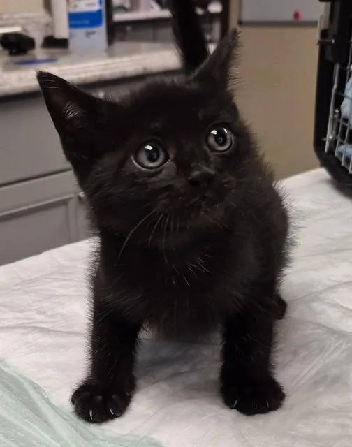 A baby small-sized male Domestic Short Hair cat named Shadow for adoption in Lodi, CA