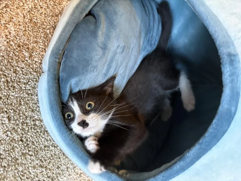 A baby small-sized male Black & White / Tuxedo Domestic Short Hair cat named Ace for adoption in Telford, PA