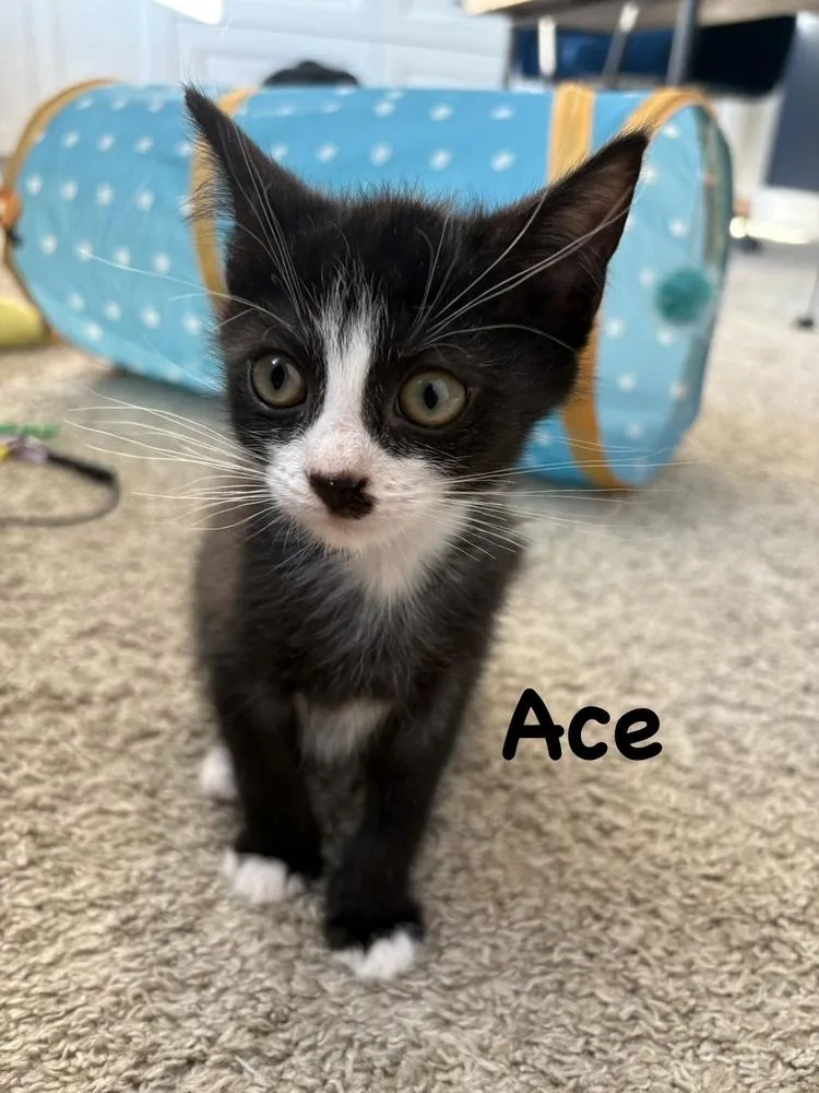 Ace thumbnail 3