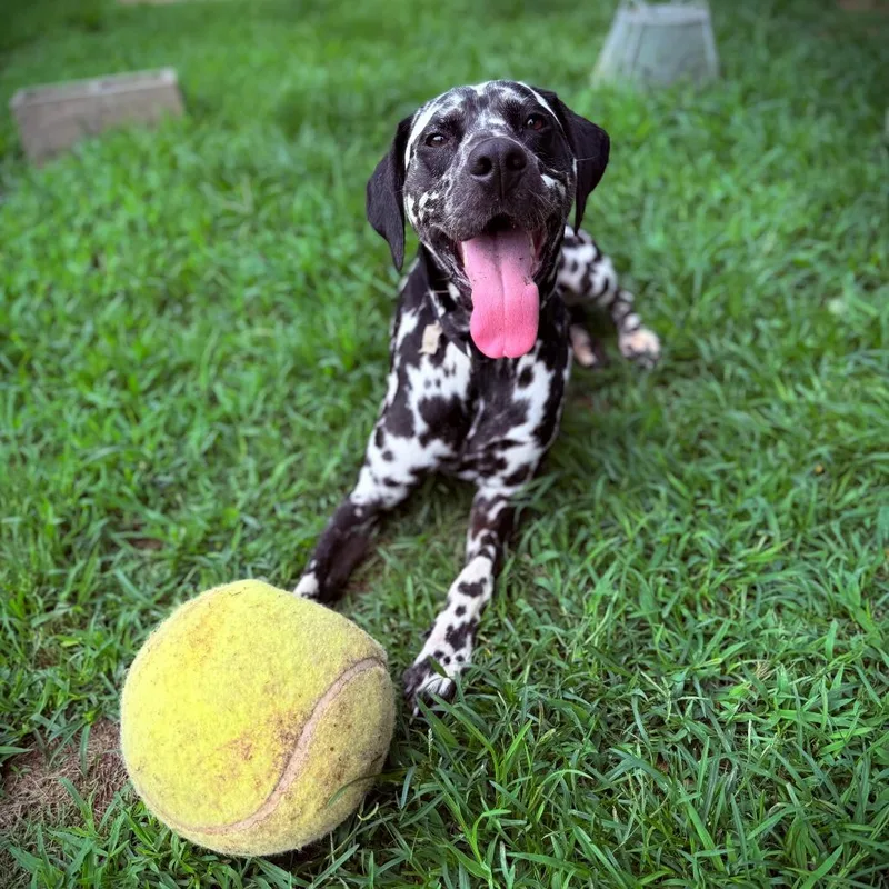 An adult large-sized male Black Dalmatian dog named Raider for adoption in Greensboro, GA