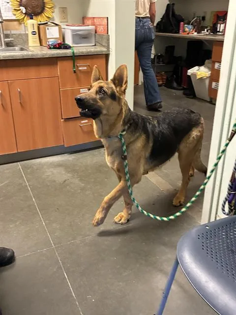 An adult medium-sized female German Shepherd Dog dog named Roxie for adoption in Santa Cruz, CA