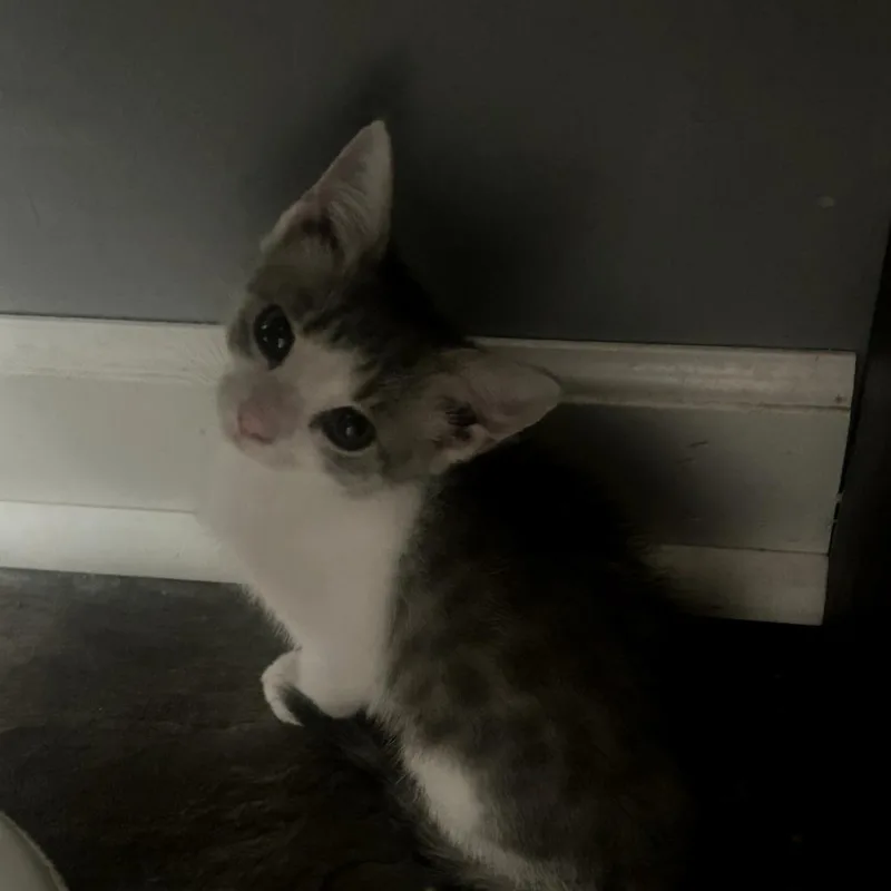 A baby small-sized female Gray / Blue / Silver Domestic Short Hair cat named Scone for adoption in Muncie, IN