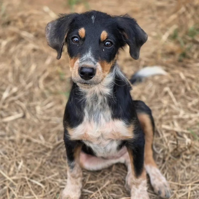 A baby medium-sized female Australian Shepherd dog named Dixie for adoption in Anderson, SC