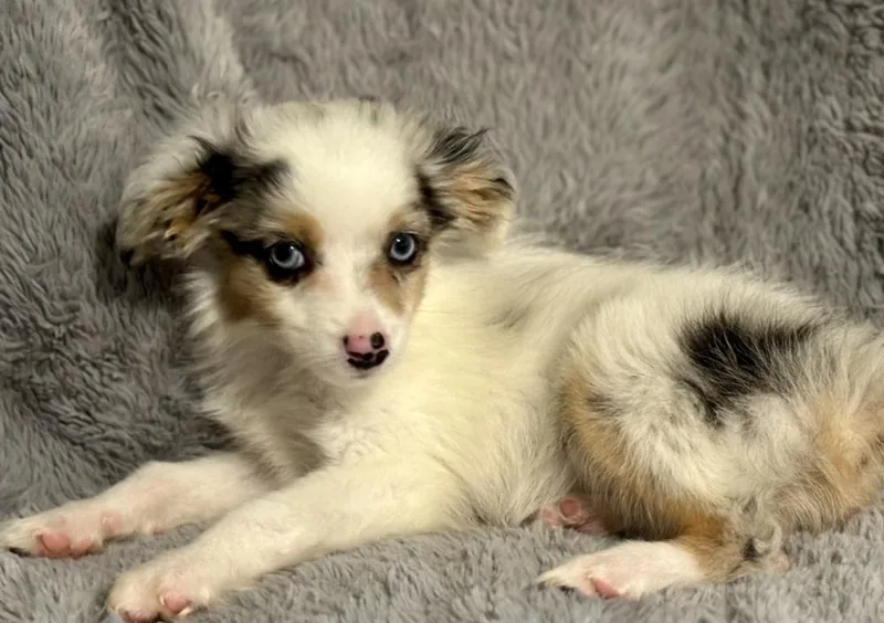 A baby small-sized male Tricolor (Brown, Black, & White) Australian Shepherd dog named Guinness for adoption in Wolcott, CT