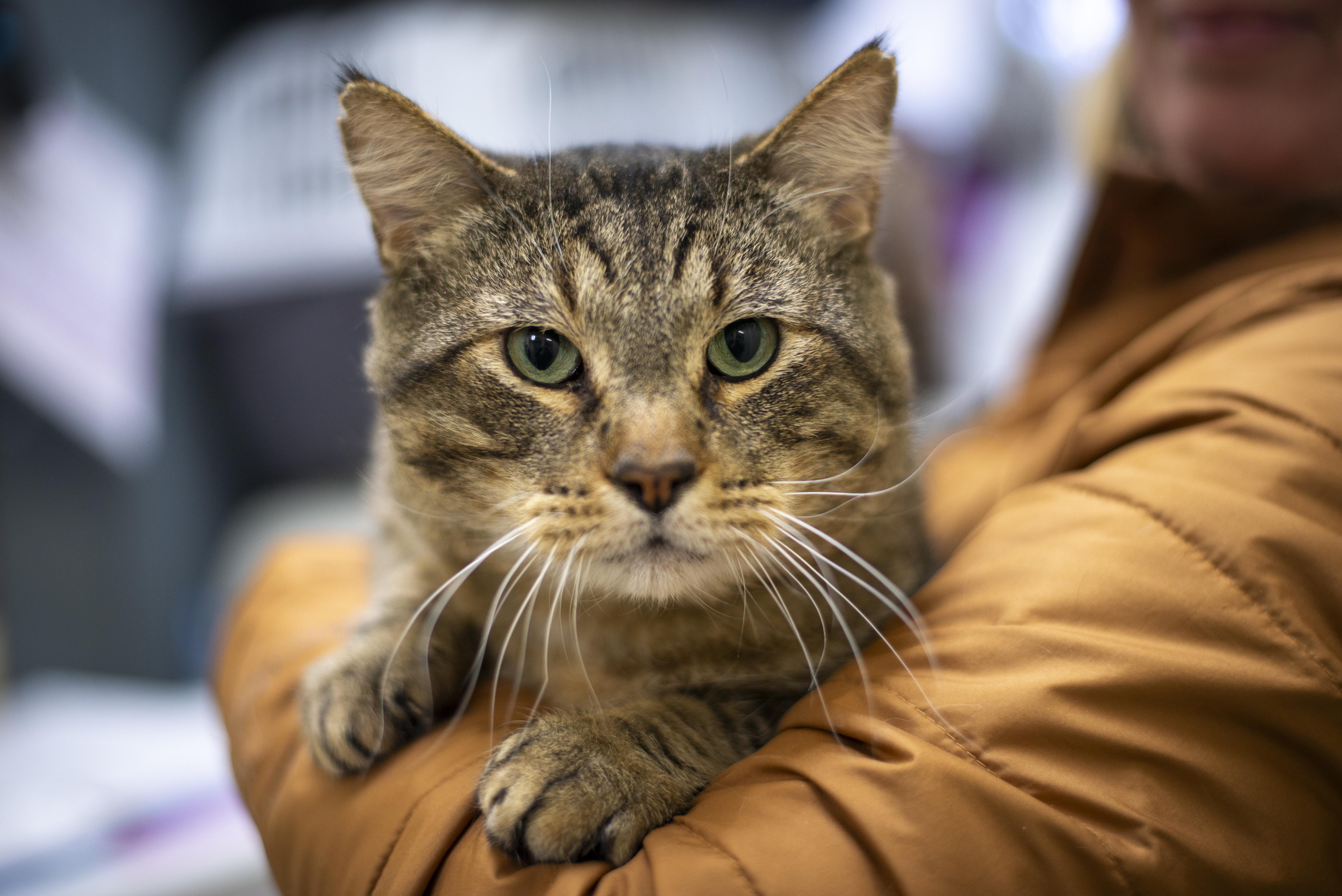 An adult large-sized male Tabby (Buff / Tan / Fawn) Domestic Short Hair cat named Hannibal for adoption in Gunnison, CO