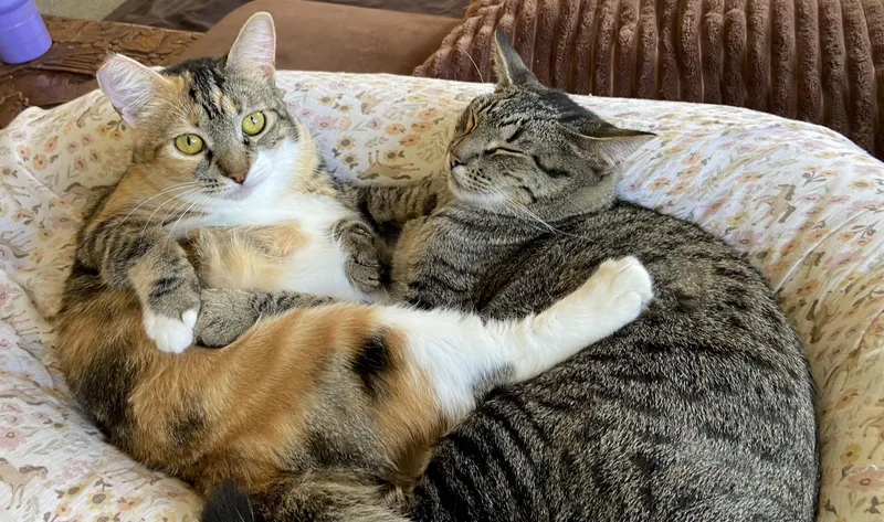 A baby medium-sized female Tabby (Tiger Striped) Tabby cat named Brianna for adoption in Springfield, OR