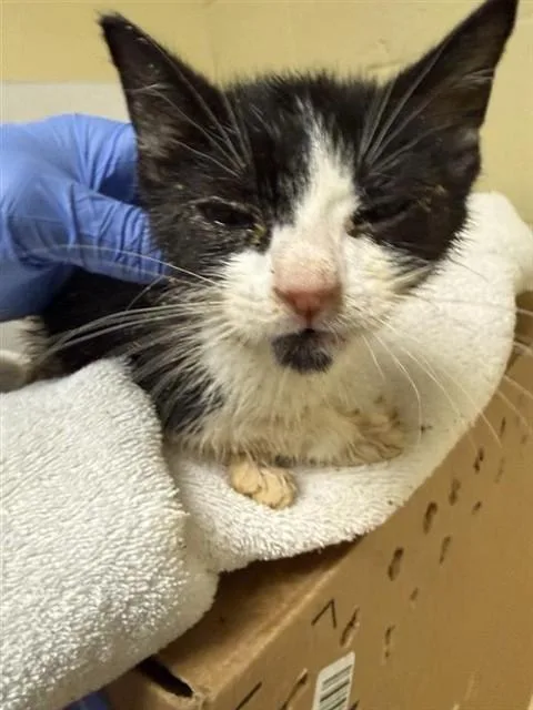 A baby small-sized male Domestic Short Hair cat named Sheltie for adoption in Sacramento, CA