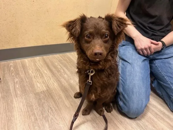 A young small-sized male Dachshund dog named Bruno for adoption in Oceanside, CA