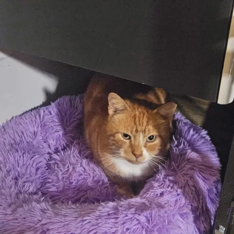 An adult medium-sized male Tabby (Orange / Red) Domestic Short Hair cat named Teddy for adoption in Weehawken, NJ