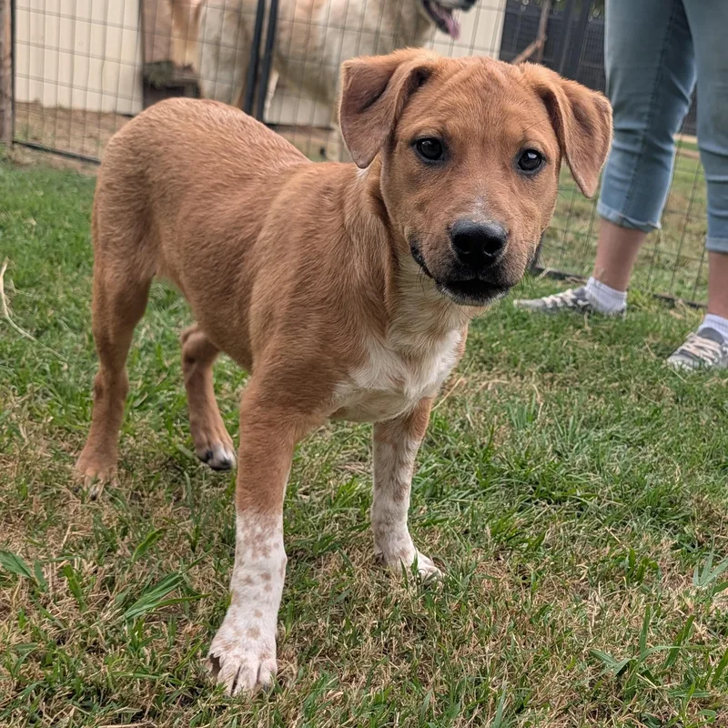 A baby medium-sized female Yellow / Tan / Blond / Fawn Labrador Retriever dog named Fern for adoption in Tishomingo, OK