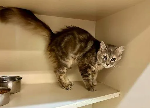 An adult medium-sized female Domestic Long Hair cat named Miss Behavior for adoption in Lunenburg, MA