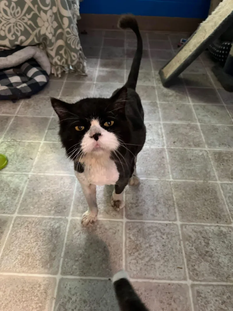 An adult medium-sized male Domestic Long Hair cat named Rupert for adoption in Salem, WV