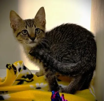 A baby small-sized male Domestic Short Hair cat named Ruckus for adoption in Cumming, GA