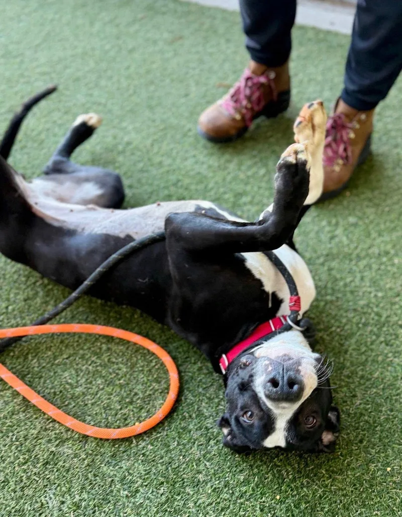 An adult large-sized female Terrier dog named Sookie for adoption in St. Louis, MO