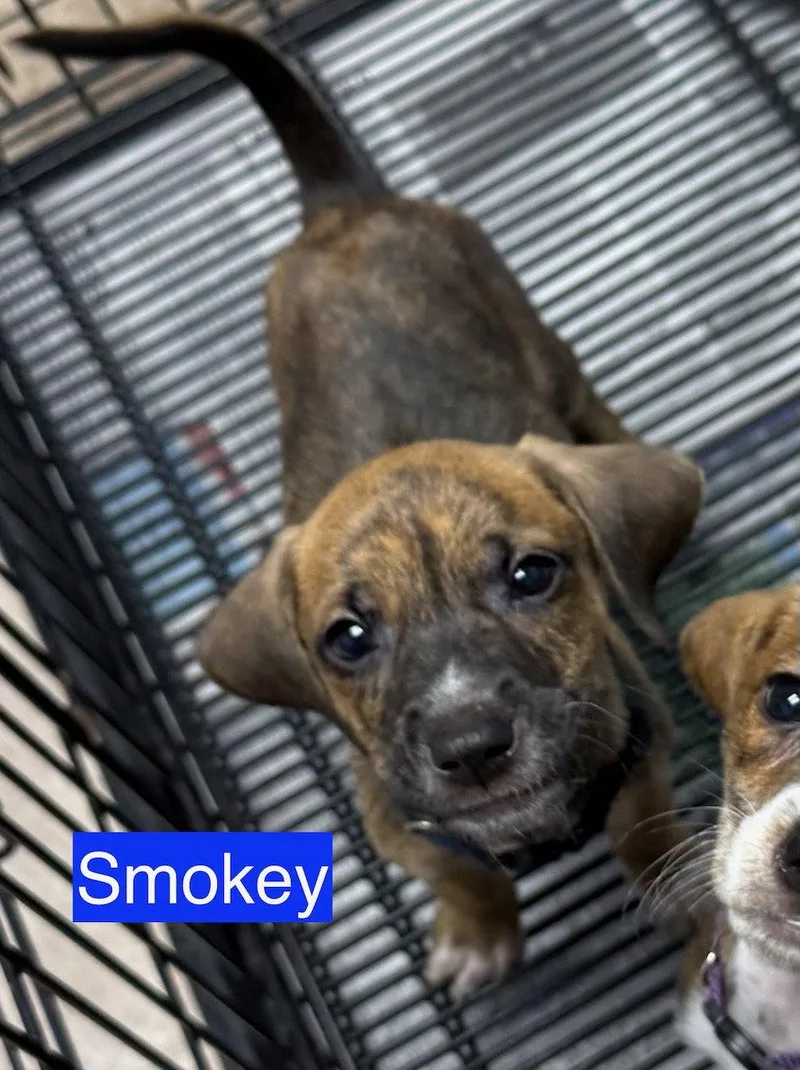 Smokey thumbnail 2