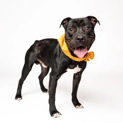 Keeshond thumbnail 3