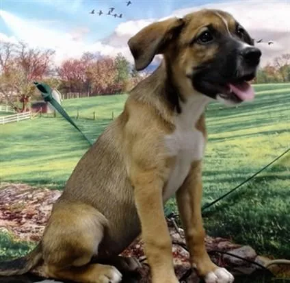 A baby small-sized female Shepherd dog named Winnie for adoption in Moreno Valley, CA
