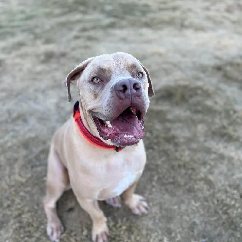An adult extra large-sized male Mastiff dog named Bandit A for adoption in Las Vegas, NV