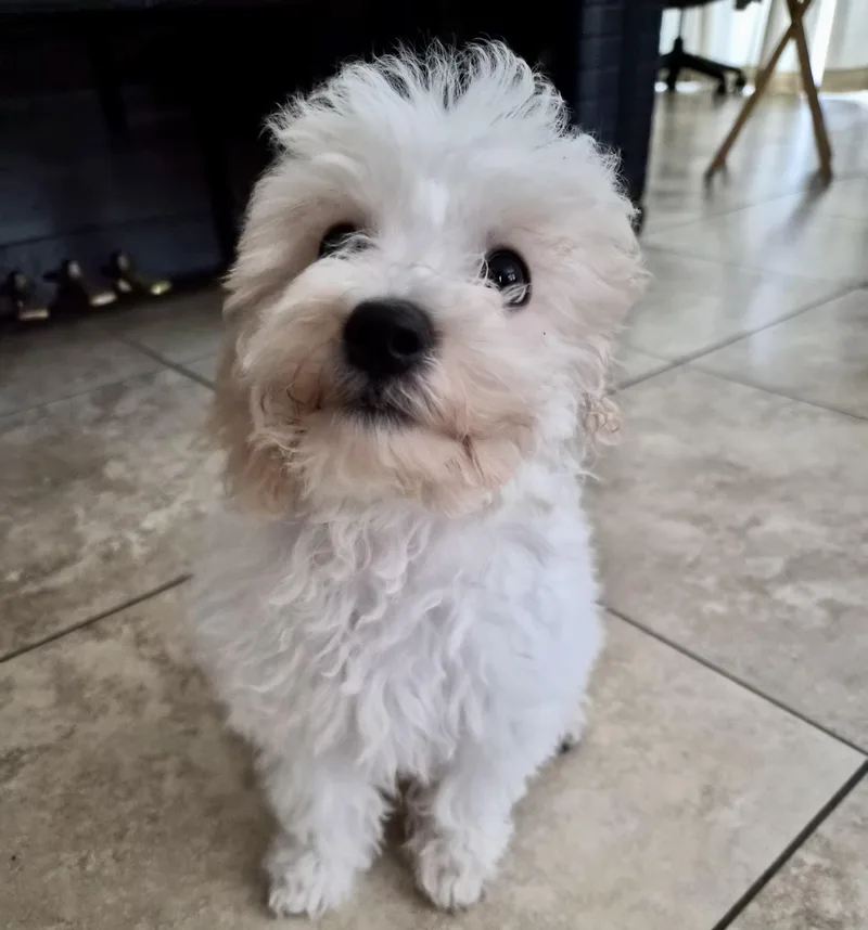 A baby small-sized male Maltese dog named Hiro for adoption in Placentia, CA