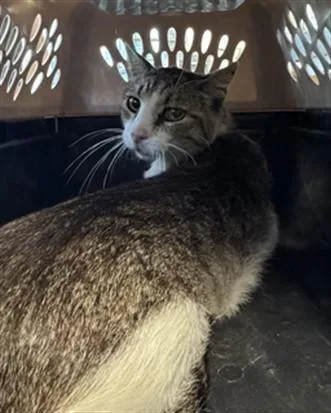 An adult small-sized male Domestic Short Hair cat named Walter for adoption in Los Angeles, CA