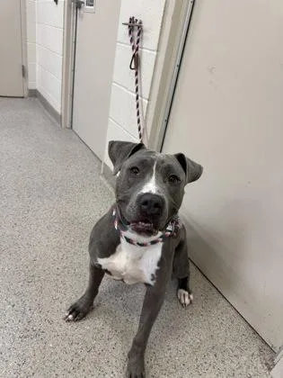 An adult large-sized female Pit Bull Terrier dog named Sephora for adoption in Fishers, IN