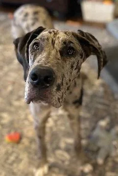 Amethyst thumbnail 2