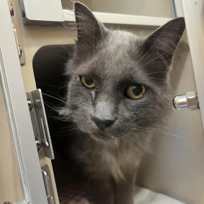 A senior medium-sized male Domestic Medium Hair cat named Lenny for adoption in Durango, CO